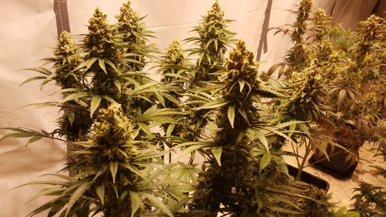 mangum autoflower buddha seeds semínka